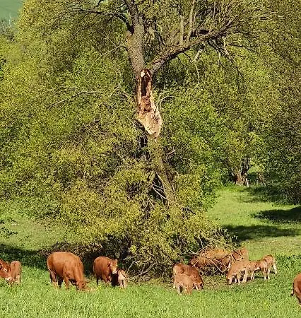 Apartmán Zum Elleblick *