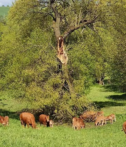 Apartament Zum Elleblick *